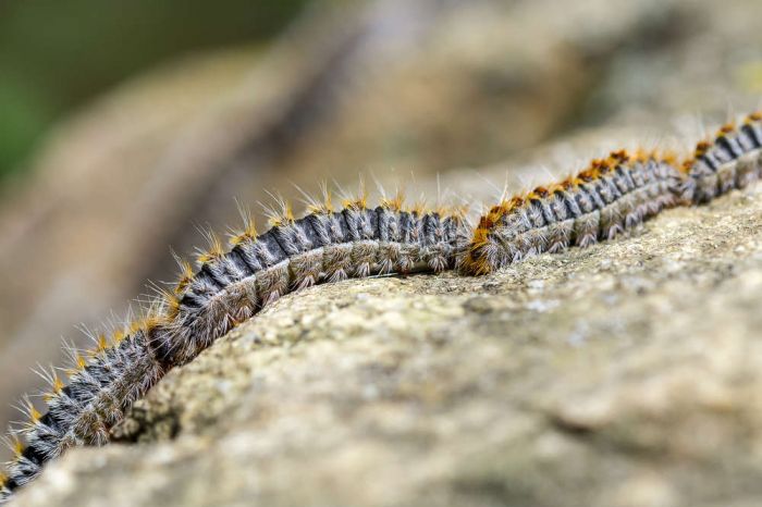 GIOVANNI Verona foto 2